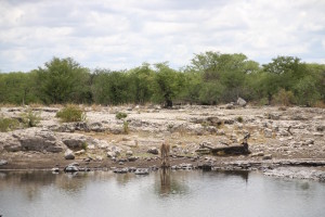 PN Etosha - Game drive